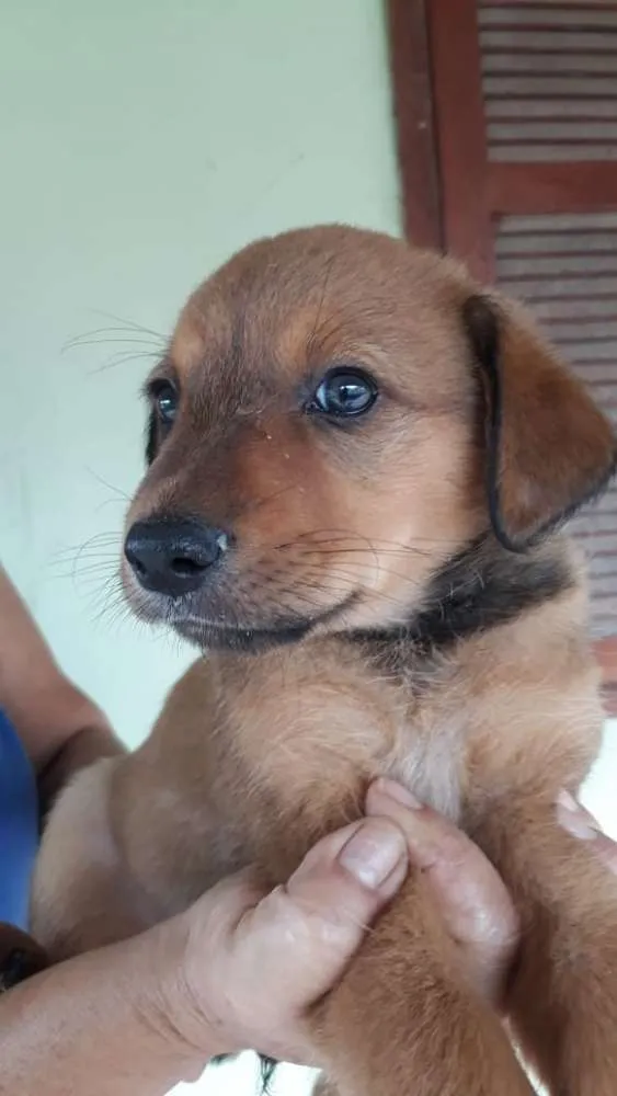 Cachorro ra a SRD idade 2 a 6 meses nome filhotes