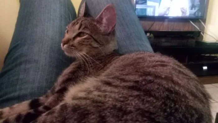 Gato ra a mestiço idade 1 ano nome Arya