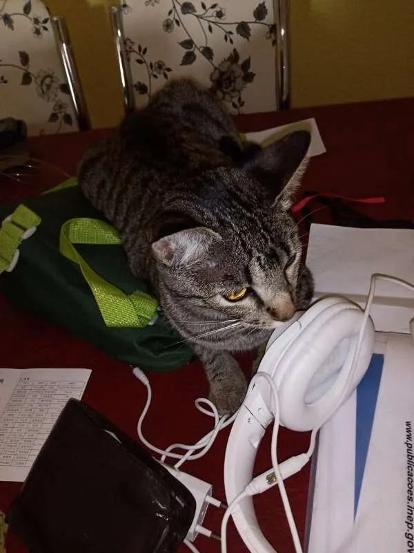 Gato ra a mestiço idade 1 ano nome Arya