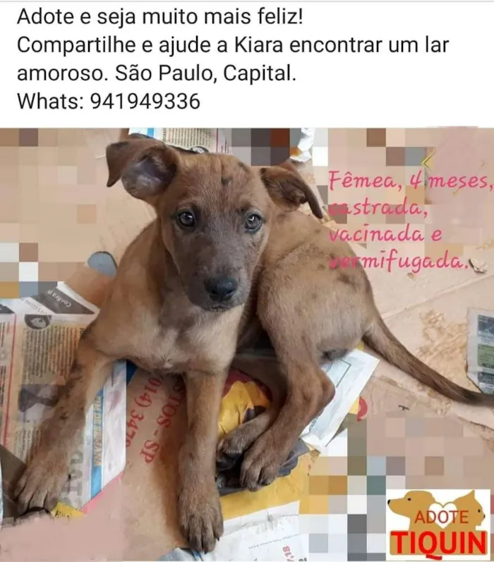 Cachorro ra a Srd idade 2 a 6 meses nome Kiara