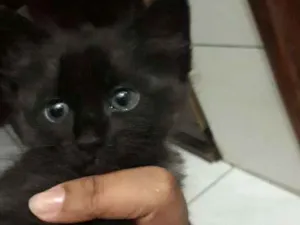 Gato raça  idade Abaixo de 2 meses nome Nina