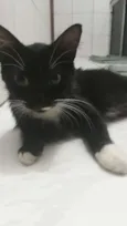 Pretinha