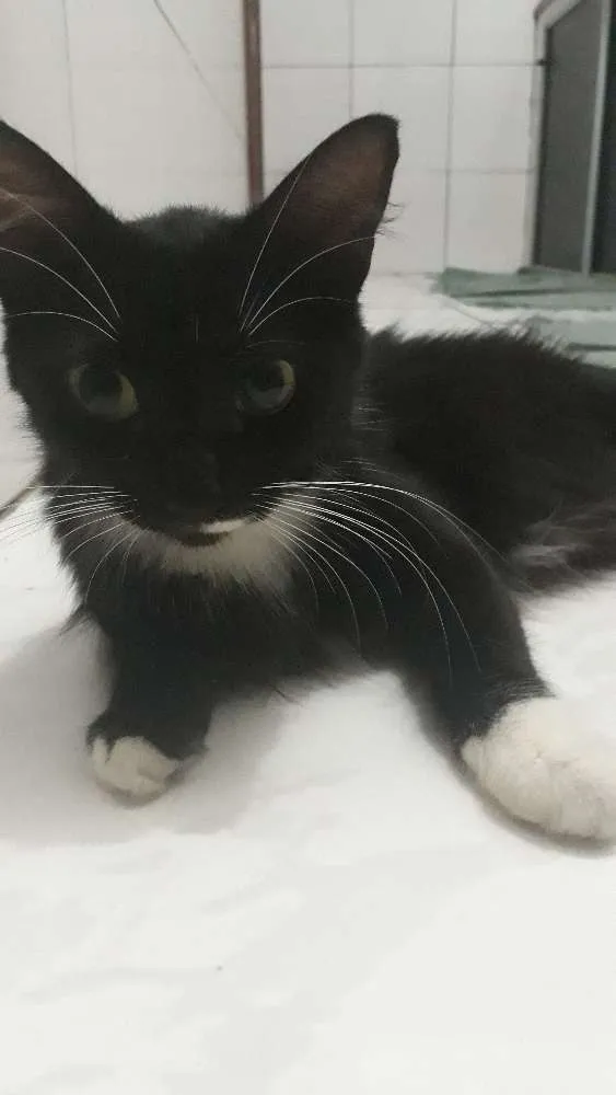 Gato raça  idade 7 a 11 meses nome Pretinha