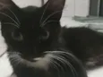 Pretinha