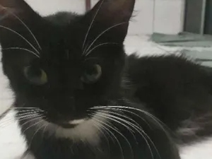 Gato raça  idade 7 a 11 meses nome Pretinha