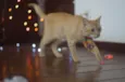 Oliver