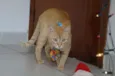 Oliver