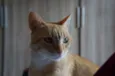 Oliver