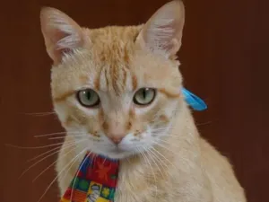Gato raça  idade 2 anos nome Oliver