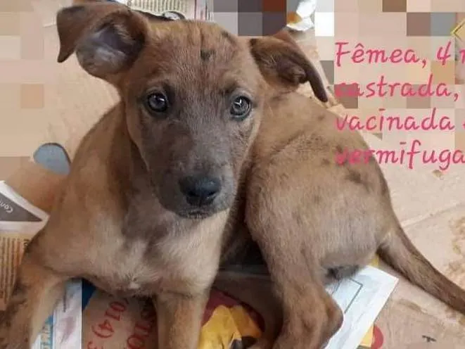 Cachorro ra a Srd idade 2 a 6 meses nome Kiara