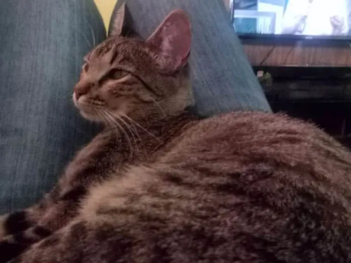 Gato ra a mestiço idade 1 ano nome Arya