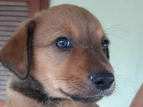 Cachorro ra a SRD idade 2 a 6 meses nome filhotes