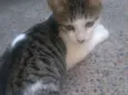 Flika, Zé, zigg, Shu