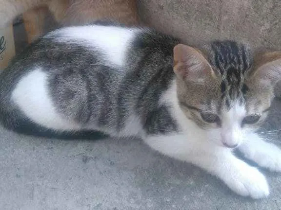 Gato raça  idade 2 a 6 meses nome Flika, Zé, zigg, Shu