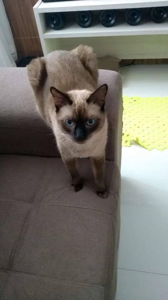 Gato ra a Siamês e outro amarelo idade 4 anos nome Théo e bebê