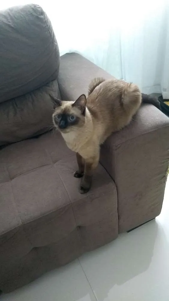 Gato ra a Siamês e outro amarelo idade 4 anos nome Théo e bebê