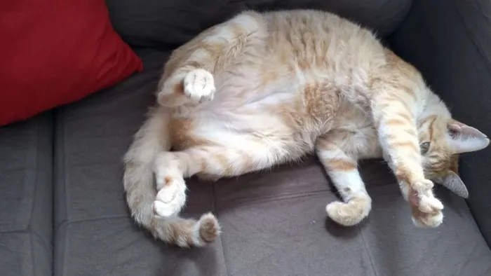 Gato ra a Siamês e outro amarelo idade 4 anos nome Théo e bebê