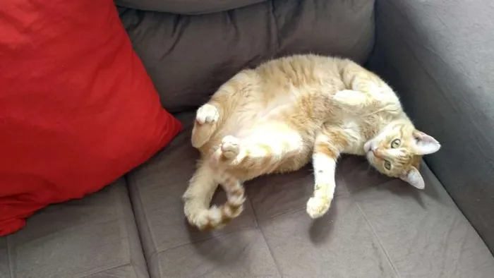 Gato ra a Siamês e outro amarelo idade 4 anos nome Théo e bebê