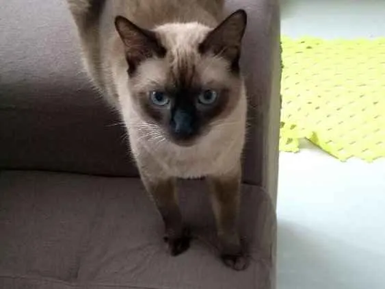 Gato ra a Siamês e outro amarelo idade 4 anos nome Théo e bebê