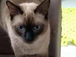 Gato raça Siamês e outro amarelo idade 4 anos nome Théo e bebê