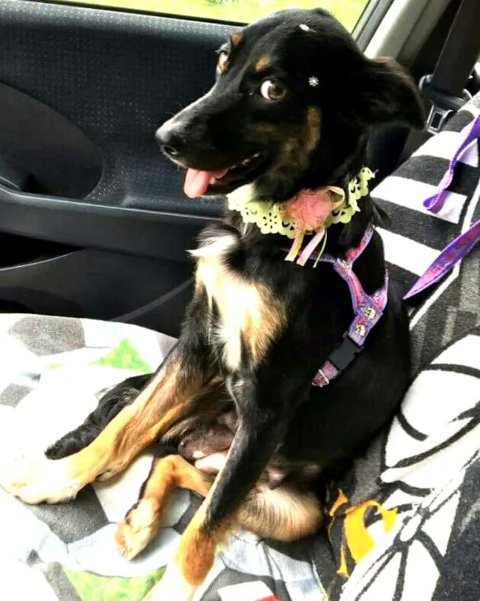 Cachorro ra a  idade 2 anos nome Kimi 