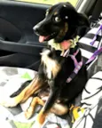 Kimi