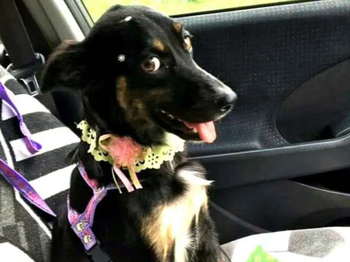 Cachorro ra a  idade 2 anos nome Kimi 