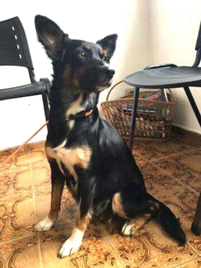 Cachorro ra a  idade 2 anos nome Kimi 