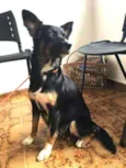 Kimi