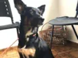 Kimi