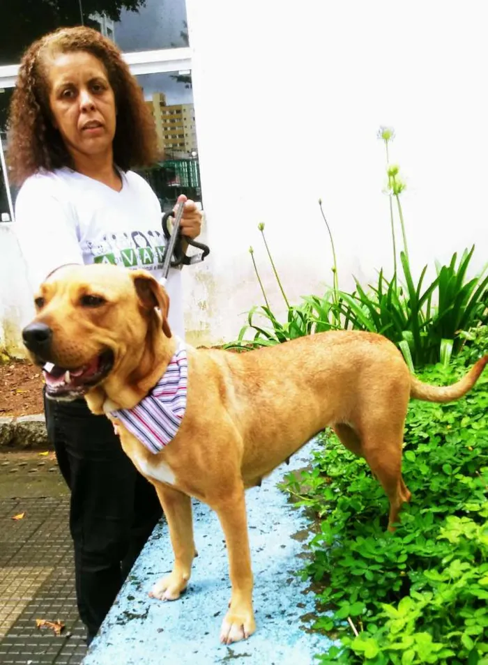Cachorro ra a Srd idade 2 anos nome Marron