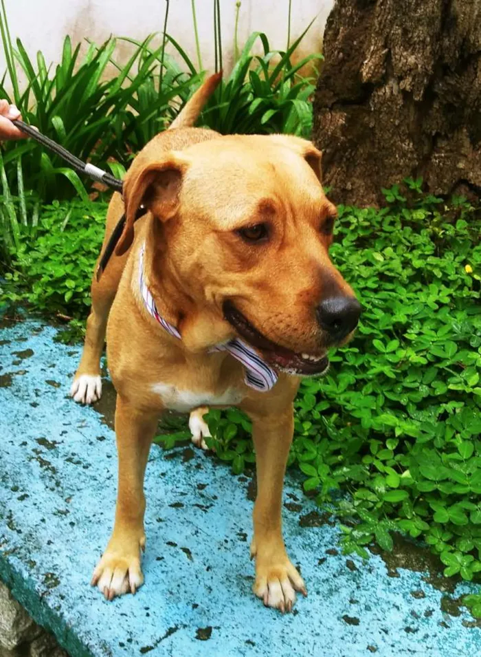 Cachorro ra a Srd idade 2 anos nome Marron