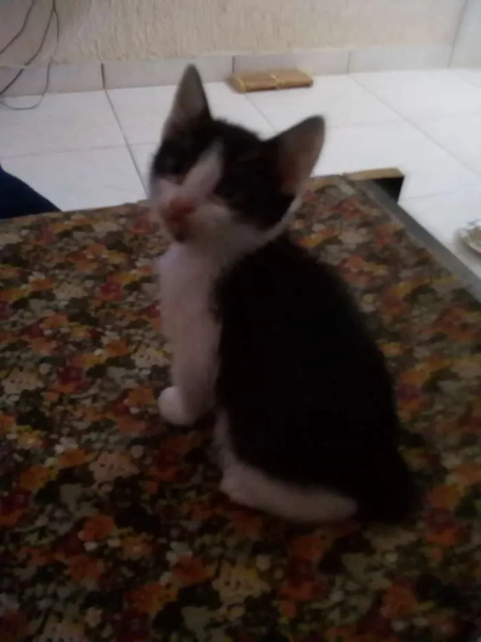 Gato raça  idade Abaixo de 2 meses nome Sem nome
