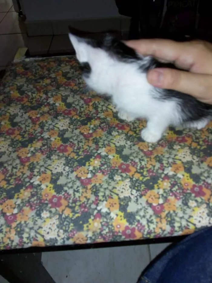 Gato raça  idade Abaixo de 2 meses nome Sem nome