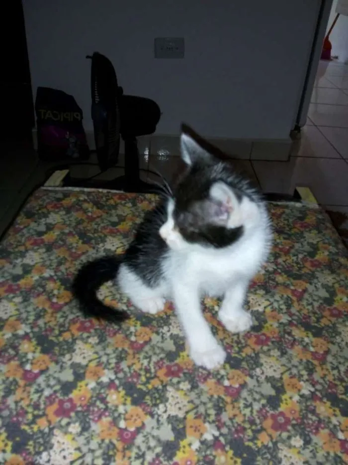 Gato raça  idade Abaixo de 2 meses nome Sem nome