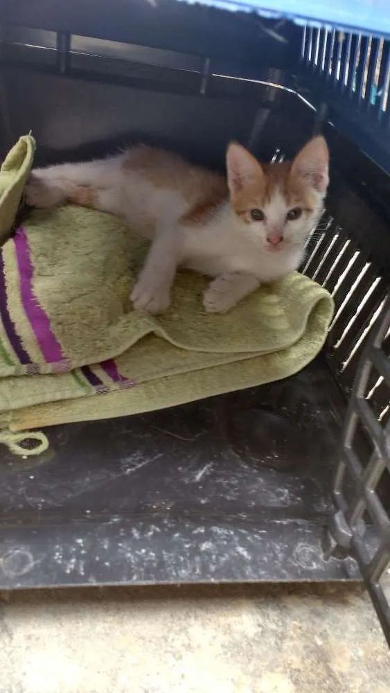 Gato ra a Srd idade Abaixo de 2 meses nome Não tem