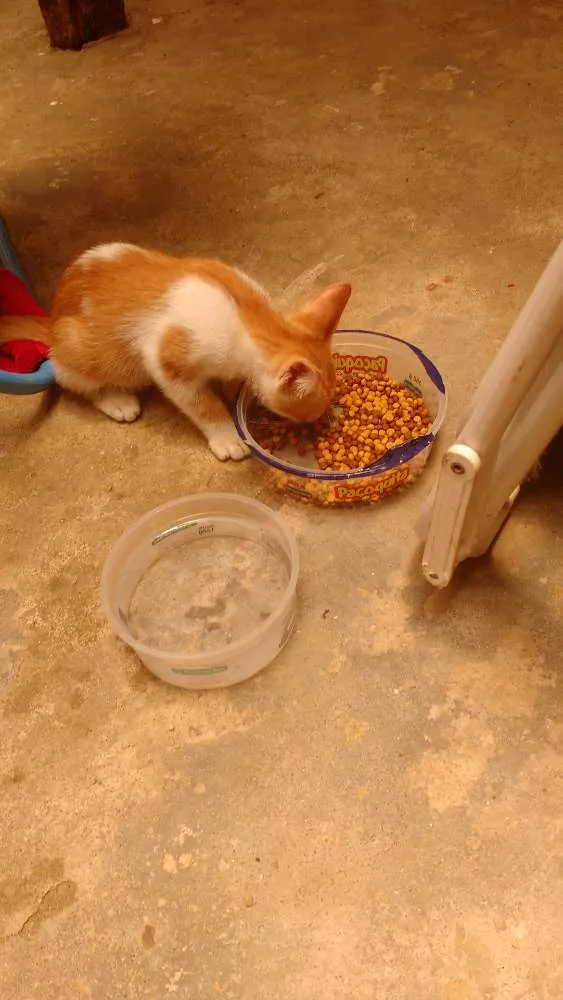 Gato ra a Srd idade Abaixo de 2 meses nome Não tem