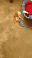 Não tem