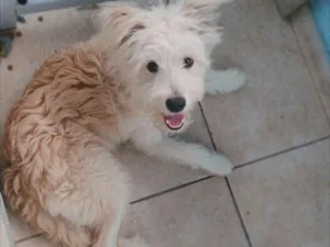 Cachorro raça Indefinida  idade 7 a 11 meses nome Mel