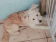 Mel