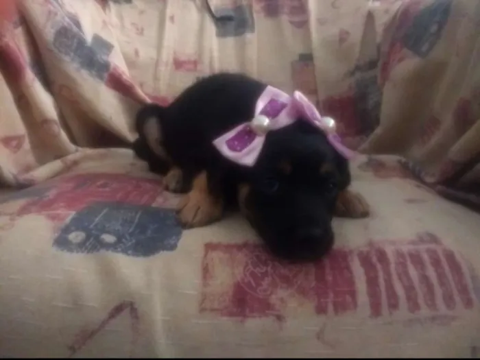 Cachorro ra a vira lata idade Abaixo de 2 meses nome Tita