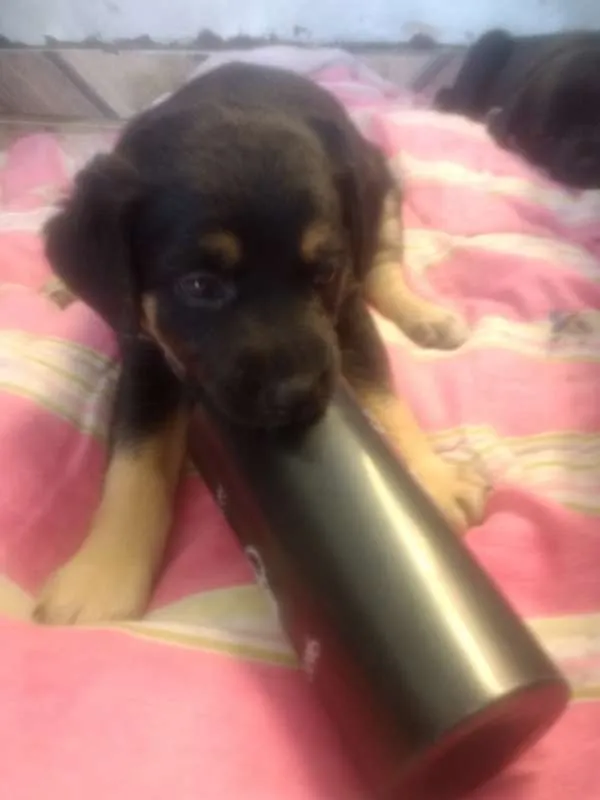 Cachorro ra a vira lata idade Abaixo de 2 meses nome Tita