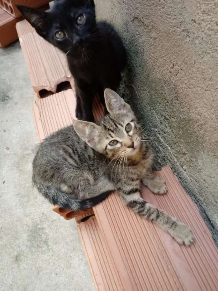 Gato ra a Gatos idade 2 a 6 meses nome Sem nomes