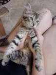 Não tem