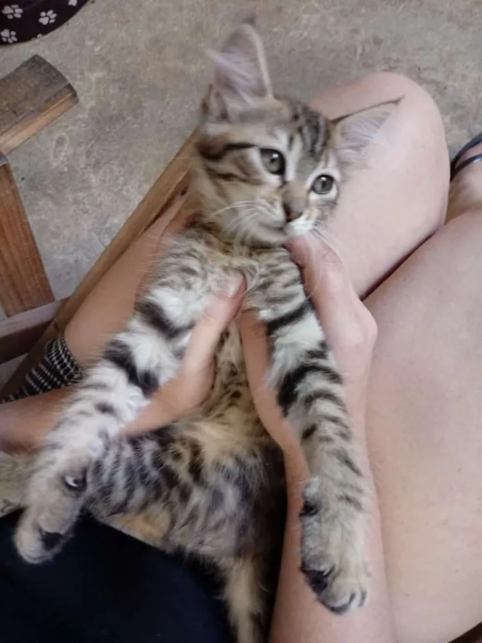 Gato ra a Gatos idade 2 a 6 meses nome Não tem