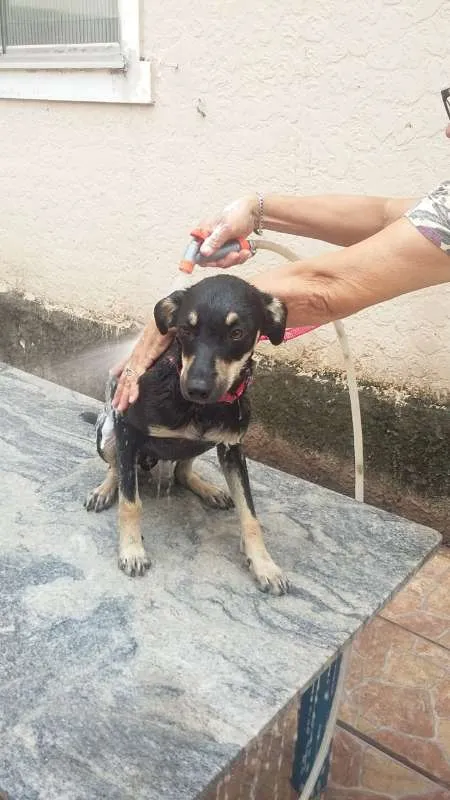 Cachorro ra a Srd idade 2 a 6 meses nome Sem nome