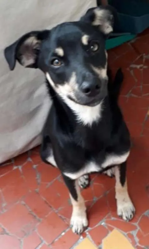 Cachorro ra a Srd idade 2 a 6 meses nome Sem nome