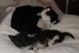caju