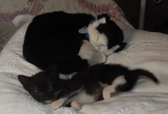 Gato ra a mestiço idade 2 a 6 meses nome caju
