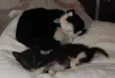 caju